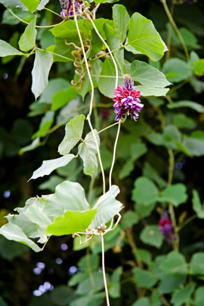 Kudzu Helps With Dryness During Menopause